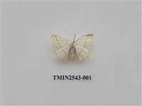 藏品(尺蛾31)的圖片